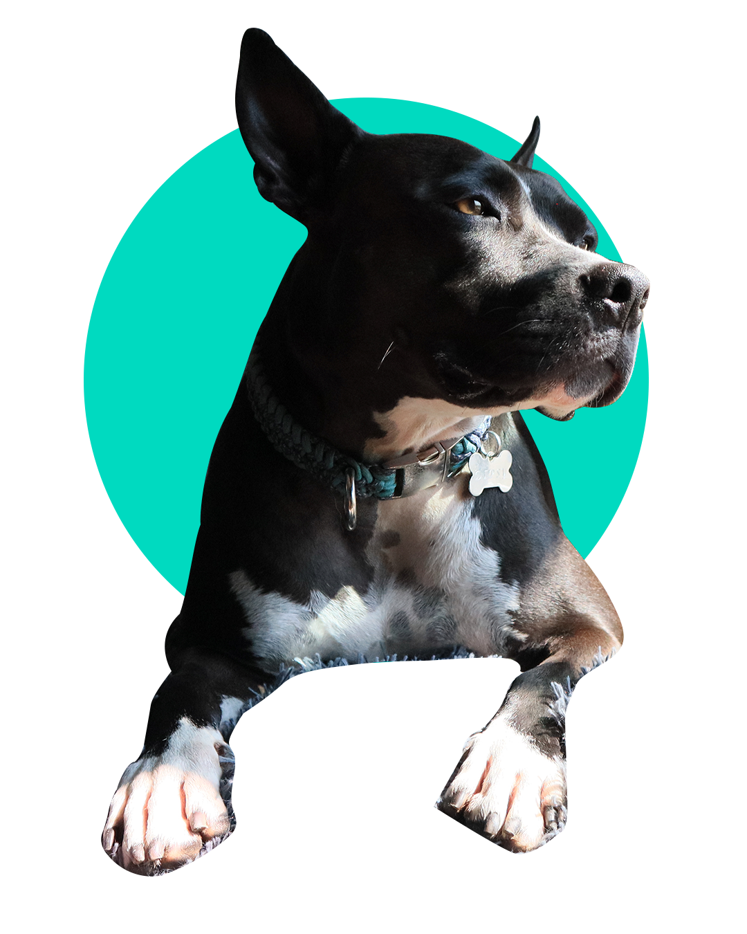 Perrito con collar de paracord de Jun Nudos