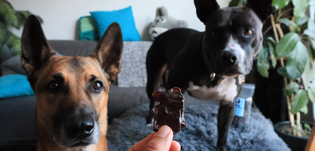 Dos perritos esperando su snack de Jun Nudos