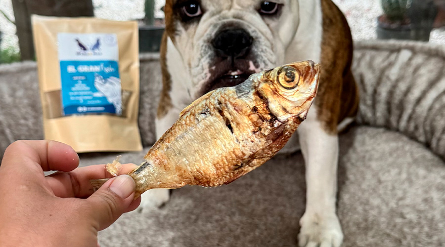 El gran fish — Sardina